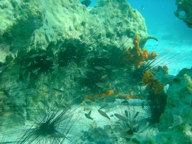 42- Des poissons trouvent refuge parmi les oursins 